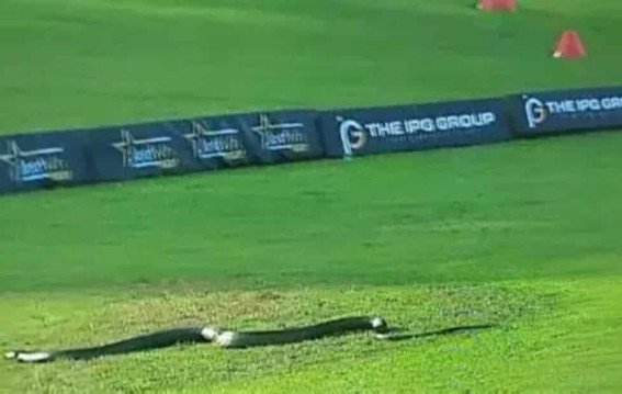 Snake Interrupts India Womens